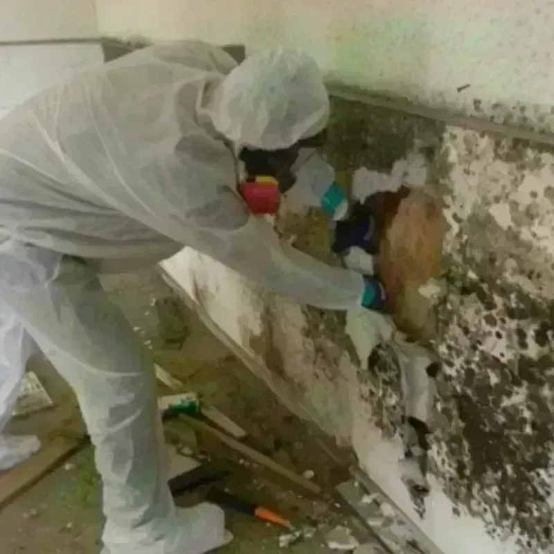 Mold Remediation and Removal in Junction, TX